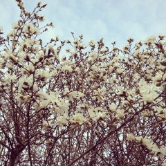 blossoms!